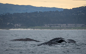 Gray Whales, photo by Daniel Bianchetta