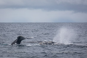 Gray Whales, photo by Daniel Bianchetta