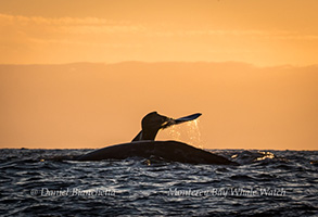 Gray Whales at sunset, photo by Daniel Bianchetta