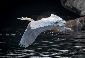 Great Blue Heron, photo by Daniel Bianchetta