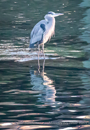 Great Blue Heron, photo by Daniel Bianchetta