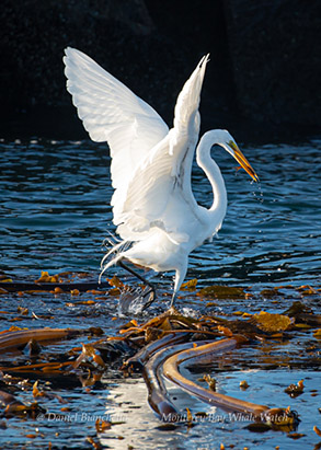 Great Egret, photo by Daniel Bianchetta