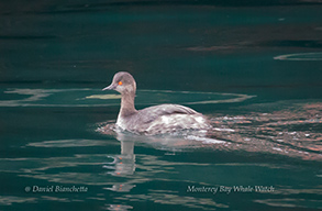 Grebe, photo by Daniel Bianchetta