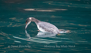 Diving Grebe, photo by Daniel Bianchetta