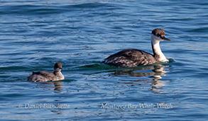 An Eared Grebe and a Western Grebe, photo by Daniel Bianchetta