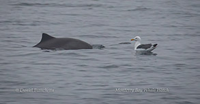 Harbor Porpoise and Western Gull, photo by Daniel Bianchetta