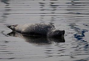 Harbor Seal, photo by Daniel Bianchetta