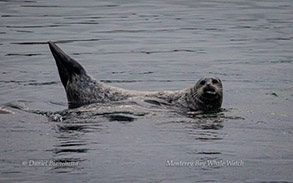 Harbor Seal, photo by Daniel Bianchetta