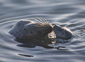 Harbor Seals, photo by Daniel Bianchetta