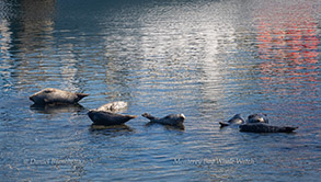 Harbor Seals, photo by Daniel Bianchetta