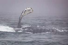 Horizontal Lunge-feeding Humpback Whale, photo by Daniel Bianchetta