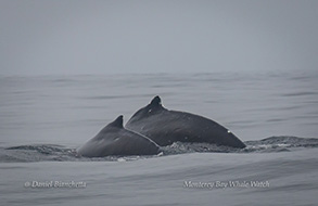 Lunge feeding Humpback Whales in front of the Blackfin, photo by Daniel Bianchetta