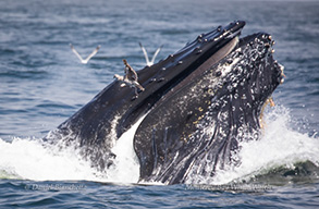 Humpback Whale Lunge Feeding, photo by Daniel Bianchetta