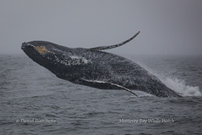 Humpback Whale breaching, photo by Daniel Bianchetta