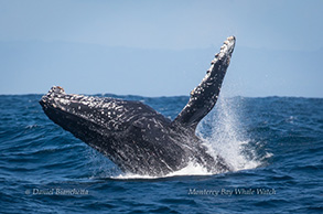 Breaching Humpback Whale, photo by Daniel Bianchetta