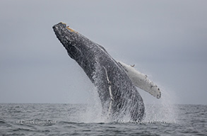 Humpback Whale breaching, photo by Daniel Bianchetta