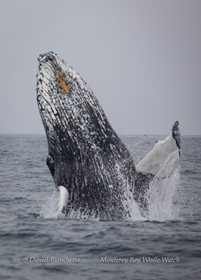 Breaching Humpback Whale, photo by Daniel Bianchetta