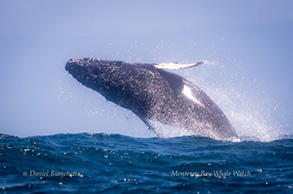 Breaching Humpback Whale, photo by Daniel Bianchetta