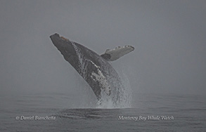 Breaching Humpback Whale, photo by Daniel Bianchetta