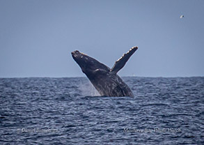 Humpback Whale breaching, photo by Daniel Bianchetta