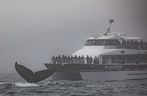 Humpback Whale by the Blackfin, photo by Daniel Bianchetta