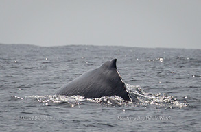 Humpback Whale, photo by Daniel Bianchetta