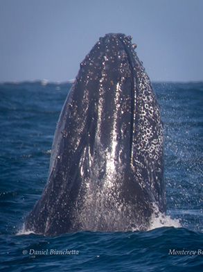 Humpback Whale, photo by Daniel Bianchetta