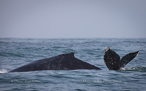 Humpback Whales, photo by Daniel Bianchetta