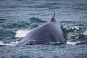 Humpback Whale, photo by Daniel Bianchetta