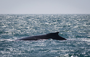 Humpback Whale, photo by Daniel Bianchetta