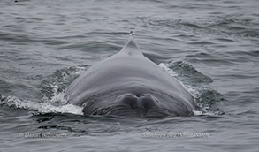 Humpback Whale, photo by Daniel Bianchetta