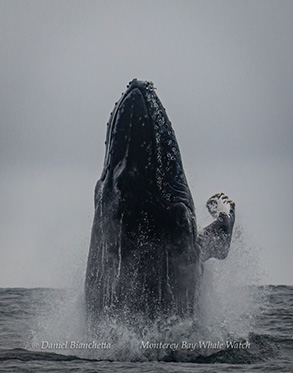 Humpback Whale breaching, photo by Daniel Bianchetta