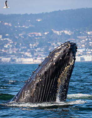 Humpback Whale, photo by Daniel Bianchetta