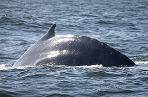 Humpback Whale, photo by Daniel Bianchetta