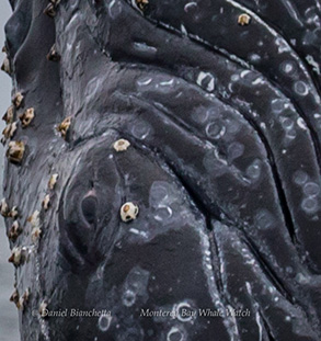 Humpback Whale Eye, photo by Daniel Bianchetta