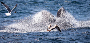 Humpback Whale lunge-feeding, photo by Daniel Bianchetta