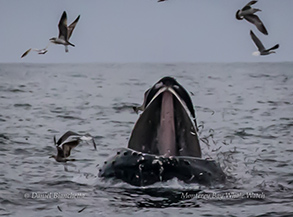 Humpback Whale Lunge Feeding, photo by Daniel Bianchetta