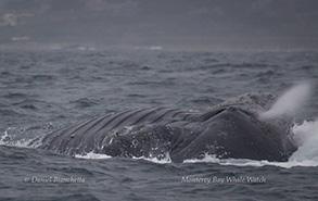 Humpback Whale lunge-feeding, photo by Daniel Bianchetta