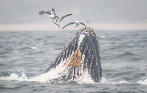 Lunge-feeding Humpback Whale, photo by Daniel Bianchetta