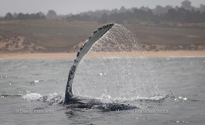 Humpback Whale pec slapping, photo by Daniel Bianchetta