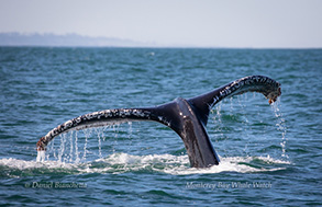 Humpback Whale tail, photo by Daniel Bianchetta