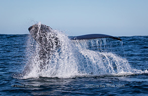 Humpback Whale tail, photo by Daniel Bianchetta