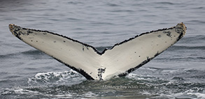 Humpback Whale tail, photo by Daniel Bianchetta