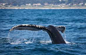 Humpback Whale tail, photo by Daniel Bianchetta