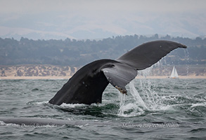 Humpback Whale Tail, photo by Daniel Bianchetta