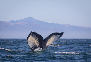 Humpback Whale tail, photo by Daniel Bianchetta