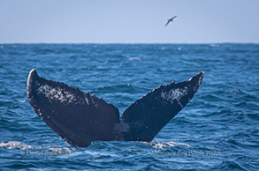 Humpback Whale tail, photo by Daniel Bianchetta