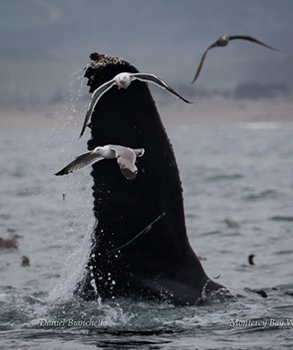 Humpback Whale tail with gulls, photo by Daniel Bianchetta