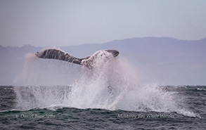 Humpback Whale throwing tail, photo by Daniel Bianchetta