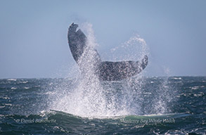 Humpback Whale tail throw, photo by Daniel Bianchetta